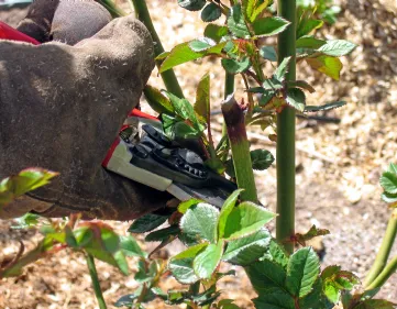 Wie man Rosen beschneidet
