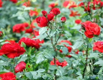 Rosen durch Stecklinge pflanzen