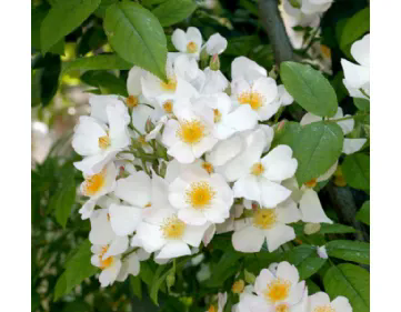 Francis E. Lester - San Juan Musk