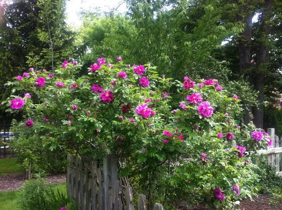 Wachsende Rosen
