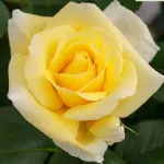 Rustica® III - Meilaocil 