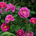 Apothecary's Rose- Rosa gallica officinalis