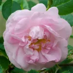 Celestial  - Céleste - Minden Rose - Rosa erubescens Andr.