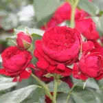 Rotkäppchen - Maranello rose