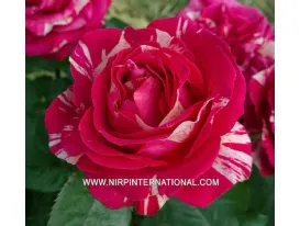 Art Rose ® - Nirpbrande