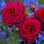 Gräfin Diana - Royal Parfuma