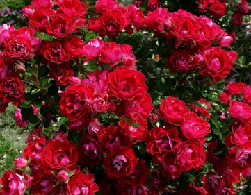 Foto der roten Rosen