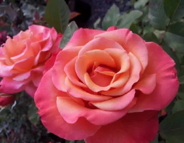 Floribunda Rosen wachsen lassen