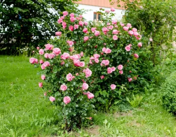 Rose organischer Dünger