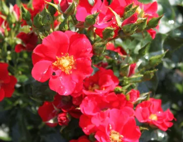 Farben Alpengluhen Bodendecker Rosen