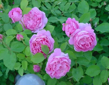 Alte englische Rosen